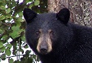 Orso nero